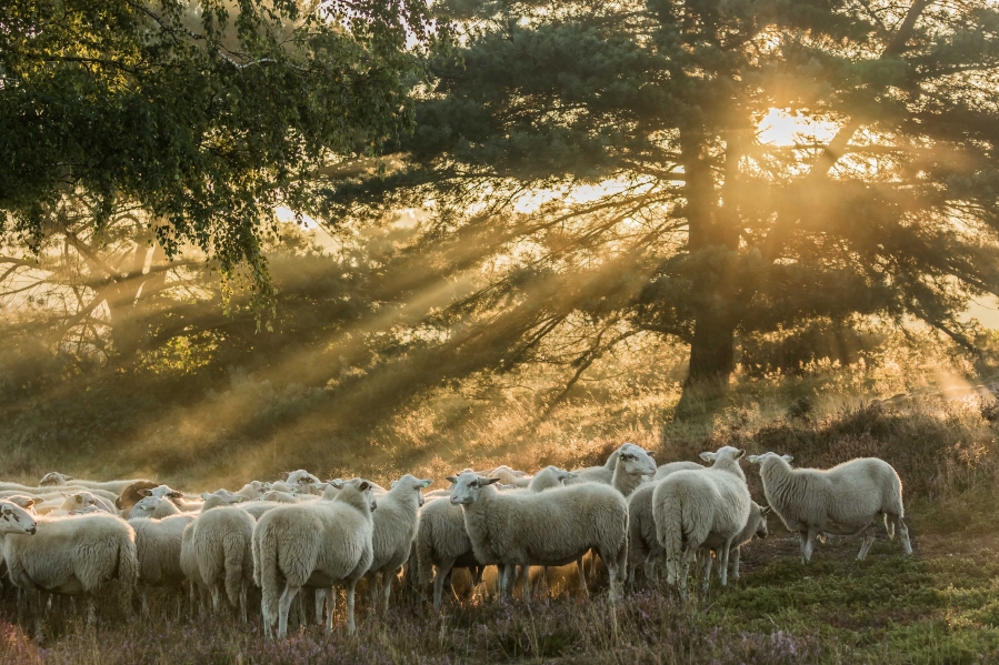 Irma Huisman Fotografie