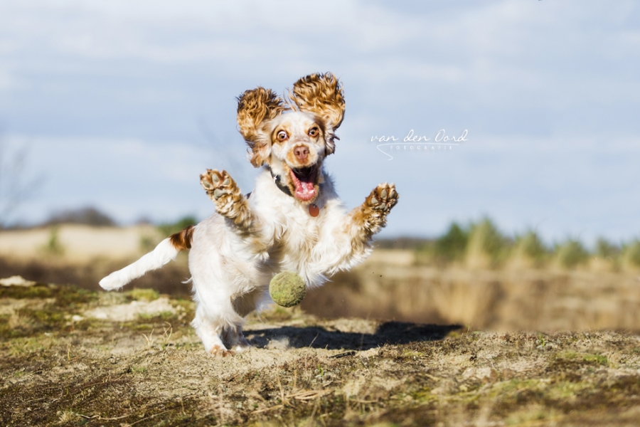 Van den Oord fotografie